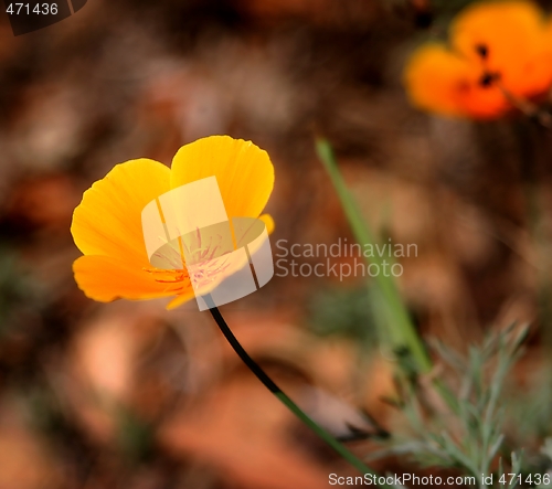 Image of California Poppy