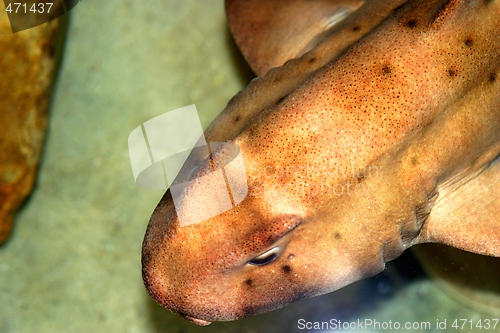 Image of Horn Shark