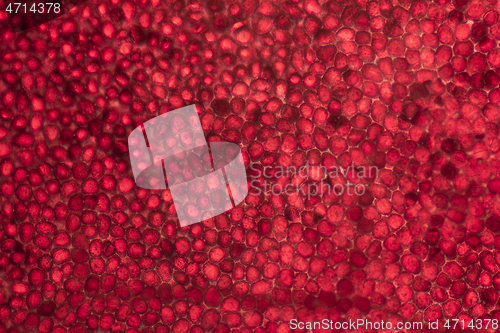 Image of microscopic poinsettia detail