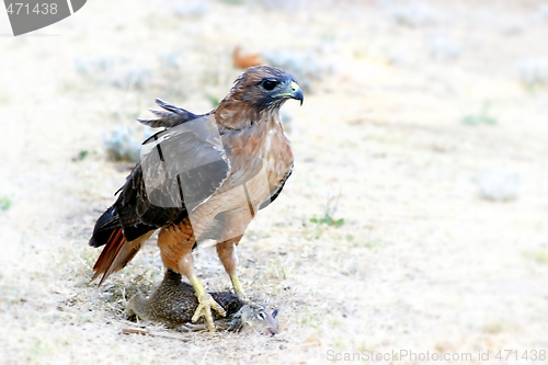 Image of Hungry Red Teiled Hawk