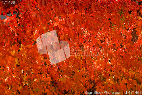 Image of Wall of autumn leaf