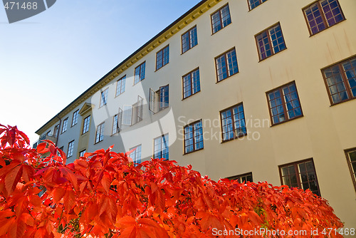 Image of Red wall in the backyard 2