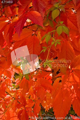 Image of Autumn leafs