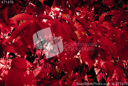 Image of Dark red autumn leafs