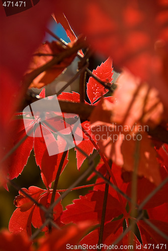 Image of Autumn leafs