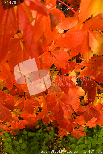 Image of A red wall