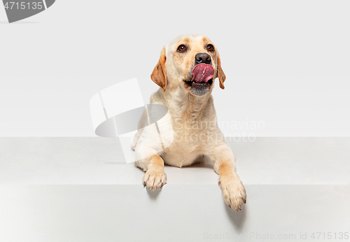 Image of Studio shot of labrador retriever dog isolated on white studio background