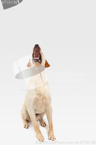 Image of Studio shot of labrador retriever dog isolated on white studio background