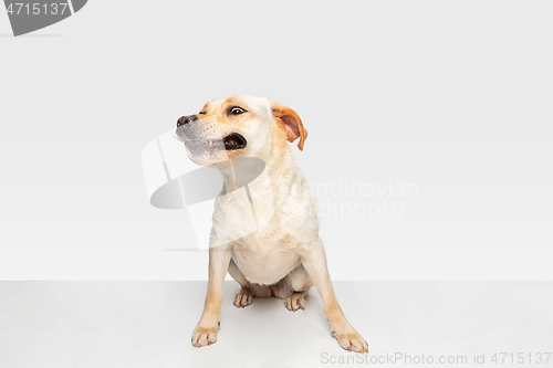 Image of Studio shot of labrador retriever dog isolated on white studio background