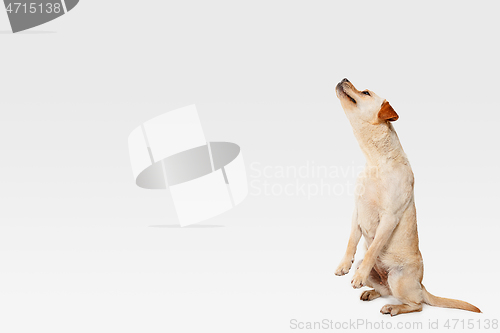 Image of Studio shot of labrador retriever dog isolated on white studio background