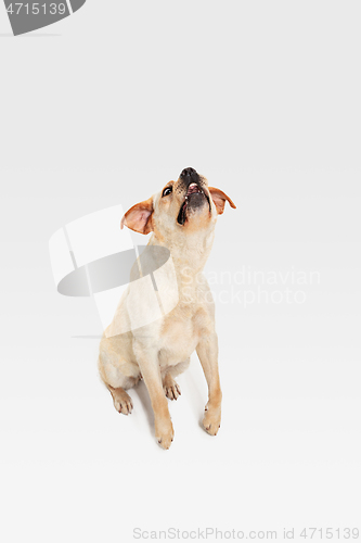 Image of Studio shot of labrador retriever dog isolated on white studio background