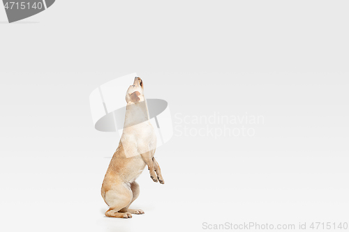 Image of Studio shot of labrador retriever dog isolated on white studio background