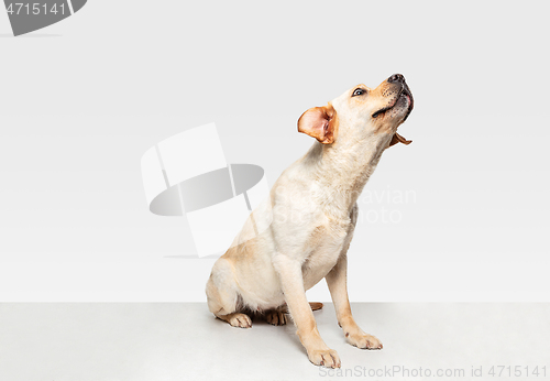 Image of Studio shot of labrador retriever dog isolated on white studio background