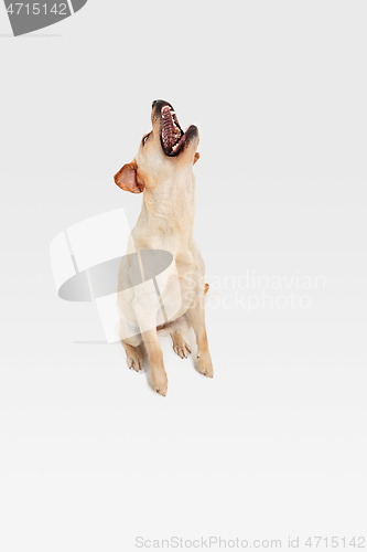 Image of Studio shot of labrador retriever dog isolated on white studio background