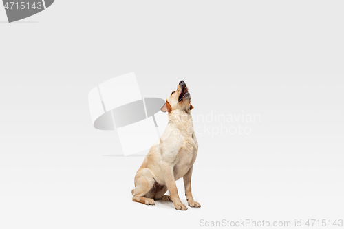 Image of Studio shot of labrador retriever dog isolated on white studio background