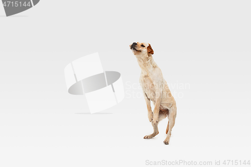 Image of Studio shot of labrador retriever dog isolated on white studio background