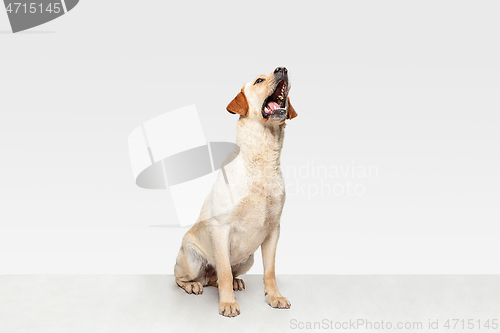 Image of Studio shot of labrador retriever dog isolated on white studio background