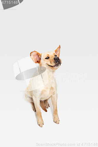 Image of Studio shot of labrador retriever dog isolated on white studio background