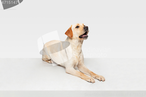 Image of Studio shot of labrador retriever dog isolated on white studio background