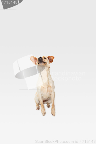Image of Studio shot of labrador retriever dog isolated on white studio background