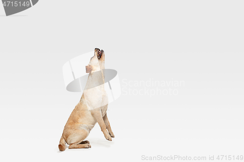 Image of Studio shot of labrador retriever dog isolated on white studio background