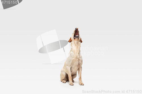 Image of Studio shot of labrador retriever dog isolated on white studio background