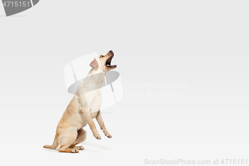 Image of Studio shot of labrador retriever dog isolated on white studio background