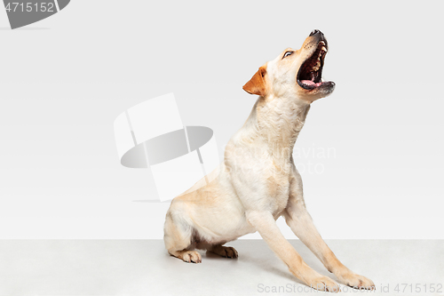 Image of Studio shot of labrador retriever dog isolated on white studio background