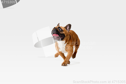 Image of Studio shot of French Bulldog isolated on white studio background