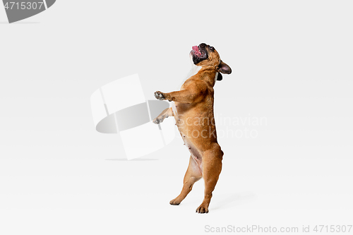 Image of Studio shot of French Bulldog isolated on white studio background