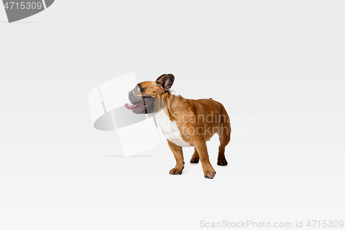 Image of Studio shot of French Bulldog isolated on white studio background