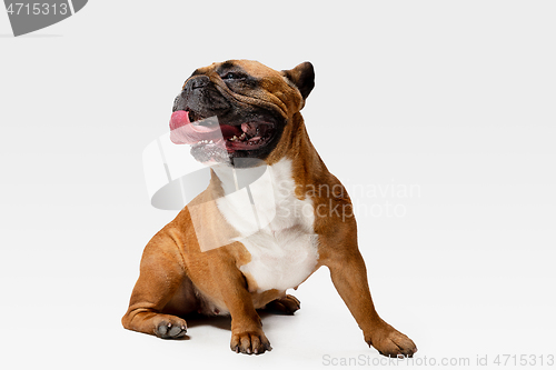 Image of Studio shot of French Bulldog isolated on white studio background