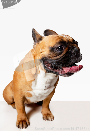 Image of Studio shot of French Bulldog isolated on white studio background