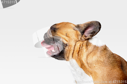 Image of Studio shot of French Bulldog isolated on white studio background