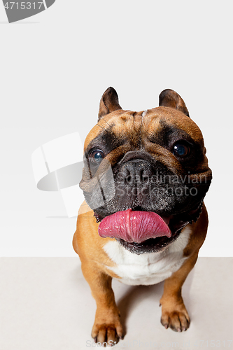 Image of Studio shot of French Bulldog isolated on white studio background