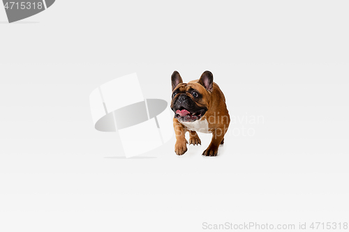 Image of Studio shot of French Bulldog isolated on white studio background