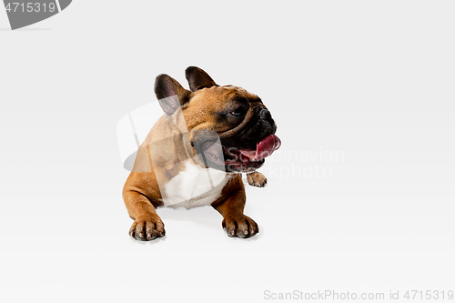 Image of Studio shot of French Bulldog isolated on white studio background