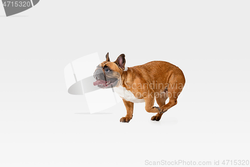 Image of Studio shot of French Bulldog isolated on white studio background