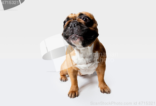 Image of Studio shot of French Bulldog isolated on white studio background