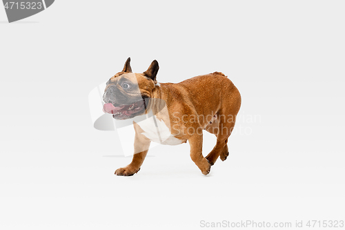 Image of Studio shot of French Bulldog isolated on white studio background