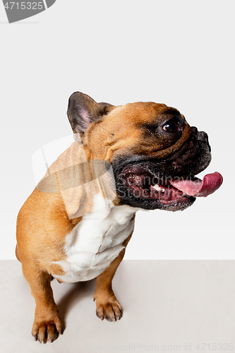 Image of Studio shot of French Bulldog isolated on white studio background