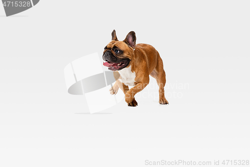 Image of Studio shot of French Bulldog isolated on white studio background