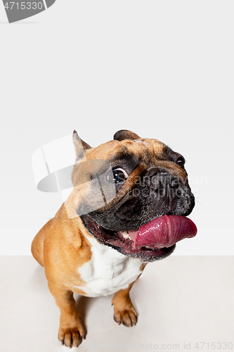 Image of Studio shot of French Bulldog isolated on white studio background