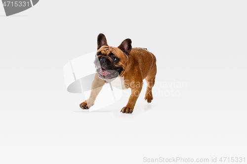 Image of Studio shot of French Bulldog isolated on white studio background