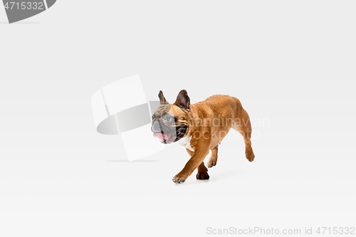 Image of Studio shot of French Bulldog isolated on white studio background