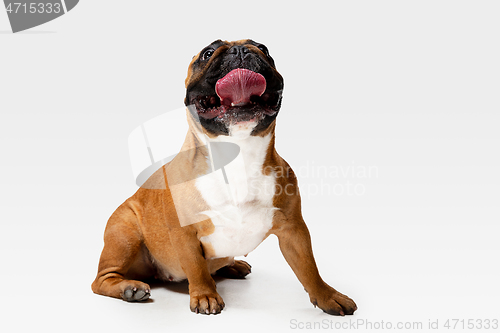 Image of Studio shot of French Bulldog isolated on white studio background