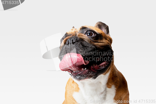 Image of Studio shot of French Bulldog isolated on white studio background