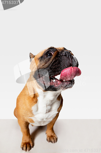 Image of Studio shot of French Bulldog isolated on white studio background