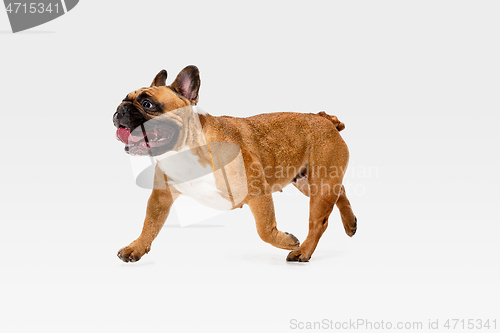 Image of Studio shot of French Bulldog isolated on white studio background