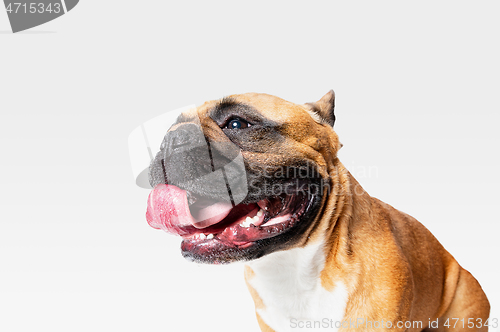 Image of Studio shot of French Bulldog isolated on white studio background